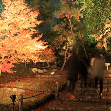 Kodai-ji (Kyoto), Momiji light-up in autumn 2