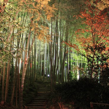 Kodai-ji (Kyoto), Bamboo forest illuminated in autumn