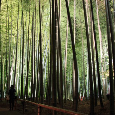 Kodai-ji (Kyoto), Bamboo forest