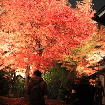 Kodai-ji (Kyoto), Momiji light-up in autumn 6