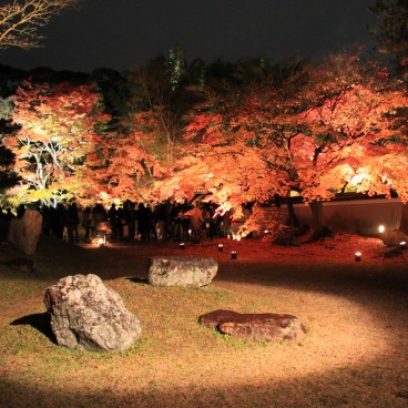 Kodai-ji (Kyoto), Night illuminations during the Koyo period 2