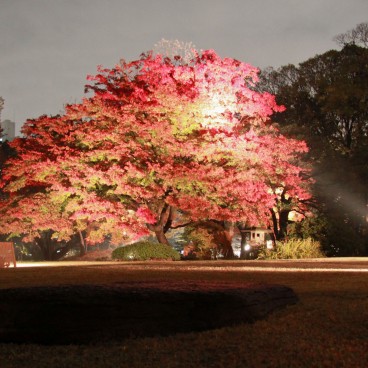 Rikugi-en (Tokyo), Night view of a large maple tree and its light-up in autumn