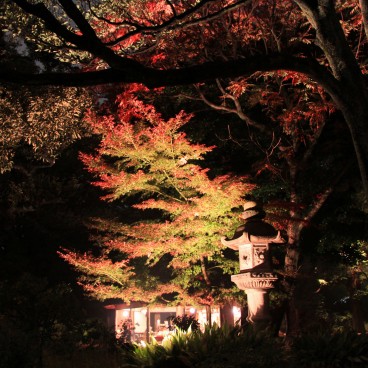 Rikugi-en (Tokyo), Night view of a tea house in autumn