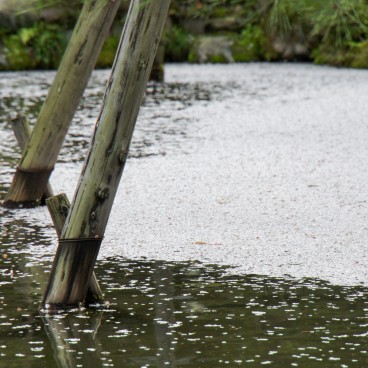 Heian-jingu (Kyoto), Cherry blossom petals on the water in spring