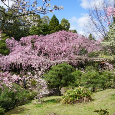 Heian-jingu (Kyoto), Garden with blooming weeping cherry trees in April