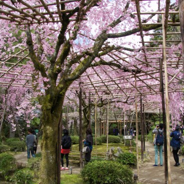 Heian-jingu (Kyoto), Garden with blooming weeping cherry trees in April 3
