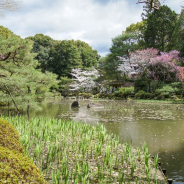 Heian-jingu (Kyoto), A pond in the shrine's garden