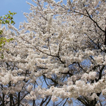 Yoshinoyama, Detail of cherry trees