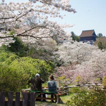 Yoshinoyama, Visitors viewing a bonsai display under the cherry trees in spring
