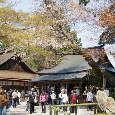 Yoshinoyama, A place of worship in the mountain in spring