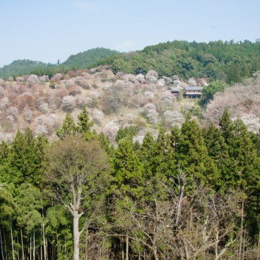 Yoshinoyama, View of the cherry trees covered mountain in spring 2