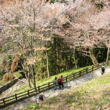 Yoshinoyama, Walking path under the blooming cherry trees