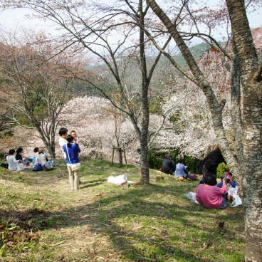 Yoshinoyama, People enjoying Ohanami under the cherry trees in spring 2