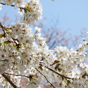 Yoshinoyama, Detail of cherry trees 2