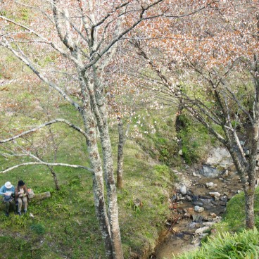 Yoshinoyama, People enjoying Ohanami under the cherry trees in spring 5