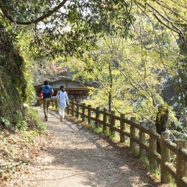 Yoshinoyama, Walking path under the blooming cherry trees 2