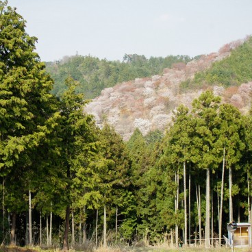 Yoshinoyama, View of the cherry trees covered mountain in spring 4