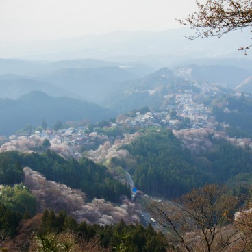 Yoshinoyama, View of the cherry trees covered mountain in April