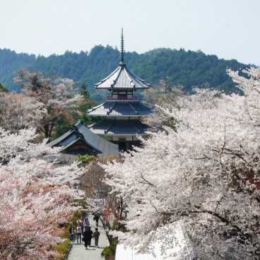 Yoshinoyama, Temple among the blooming cherry trees in spring