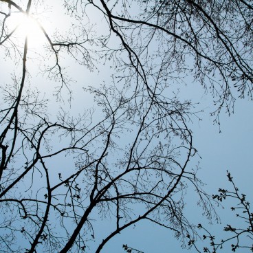 Chidorigafuchi in Tokyo, Budding trees in spring