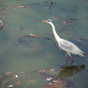 Chidorigafuchi in Tokyo, A heron in the moat