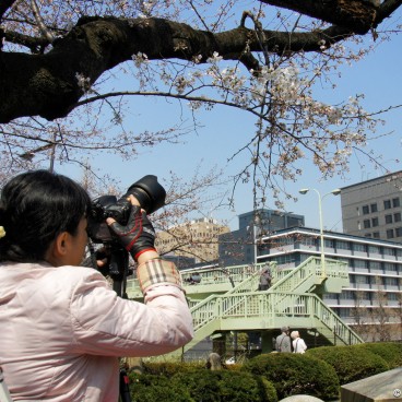 Chidorigafuchi in Tokyo, A photographer shooting a branch of cherry blossoms