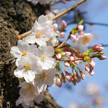 Chidorigafuchi in Tokyo, Cherry blossoms in spring 7