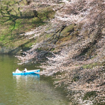 Chidorigafuchi in Tokyo, People boating on the moats in spring 3