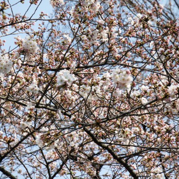 Chidorigafuchi in Tokyo, Cherry blossoms in spring