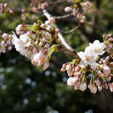 Chidorigafuchi in Tokyo, Cherry blossoms in spring 8