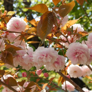 Namba Yasaka-jinja (Osaka), Detail of the cherry blossoms in spring 5