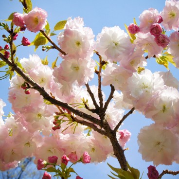 Namba Yasaka-jinja (Osaka), Detail of the cherry blossoms in spring