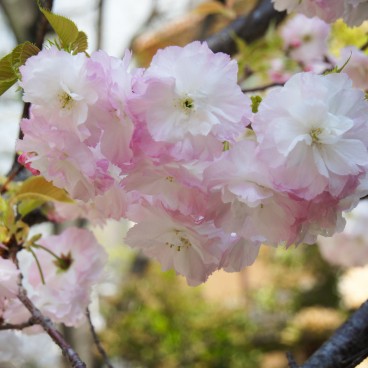 Namba Yasaka-jinja (Osaka), Detail of the cherry blossoms in spring 2