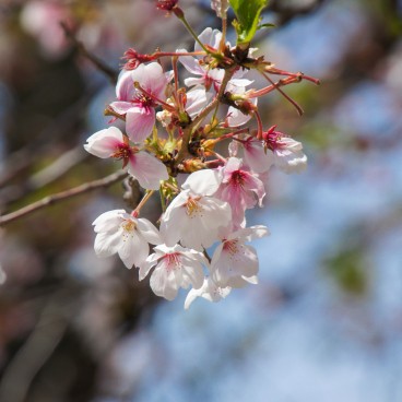 Namba Yasaka-jinja (Osaka), Detail of the cherry blossoms in spring 3