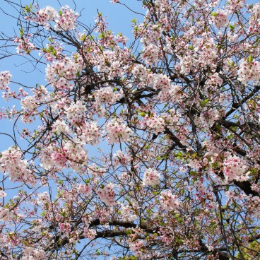 Namba Yasaka-jinja (Osaka), Detail of the cherry blossoms in spring 2