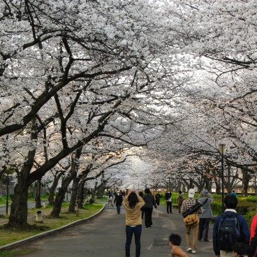 Kema Sakuranomiya Park in Osaka, Visitors enjoying cherry flowers viewing in the alleys