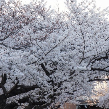 Kema Sakuranomiya Park in Osaka, Cherry trees in full bloom