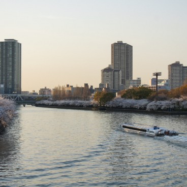 Kema Sakuranomiya Park (Osaka), Riversides covered in blooming cherry trees