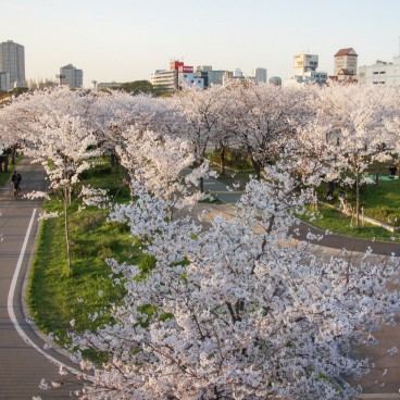 Kema Sakuranomiya Park in Osaka, Cherry trees in full bloom 2