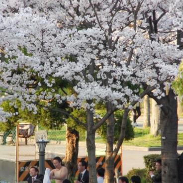 Kema Sakuranomiya Park in Osaka, A group enjoying a Hanami flower viewing party