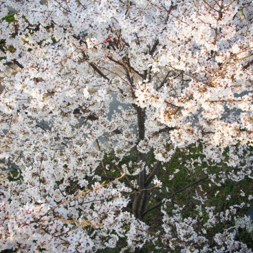 Kema Sakuranomiya Park in Osaka, Cherry trees in full bloom 3