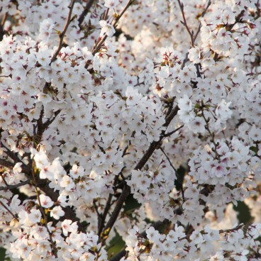 Kema Sakuranomiya Park in Osaka, Cherry trees in full bloom 4