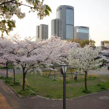 Kema Sakuranomiya Park (Osaka), Cherry trees in full bloom in early April