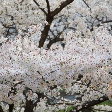Kema Sakuranomiya Park in Osaka, Cherry trees in full bloom 6