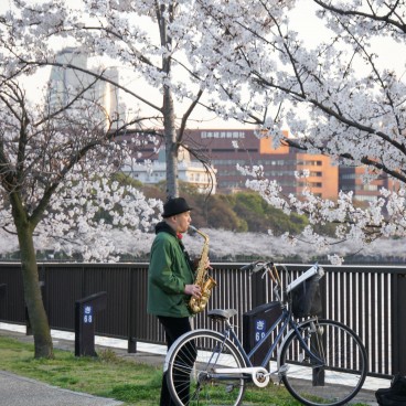 Kema Sakuranomiya Park in Osaka, Man playing the saxophone under the cherry trees