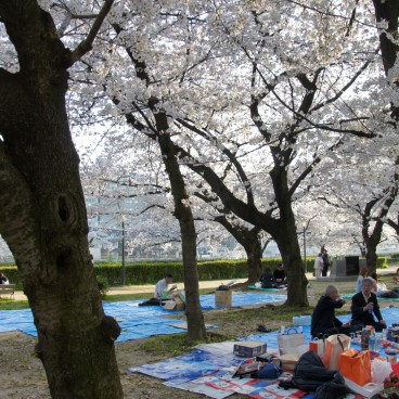 Kema Sakuranomiya Park in Osaka, Tarpaulins spread under the cherry trees for Hanami parties