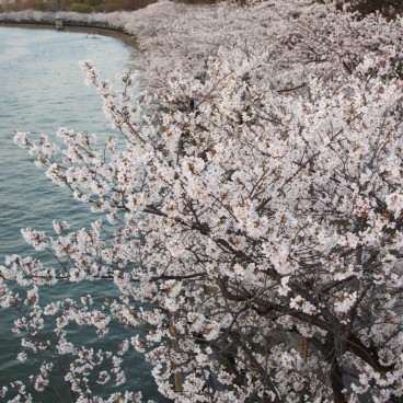 Kema Sakuranomiya Park in Osaka, Blooming cherry trees on the Okawa River side