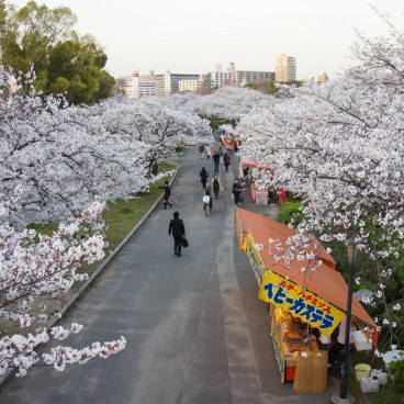 Kema Sakuranomiya Park (Osaka), Cherry trees in full bloom in early April 2