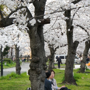 Kema Sakuranomiya Park in Osaka, Visitors sitting under the cherry trees