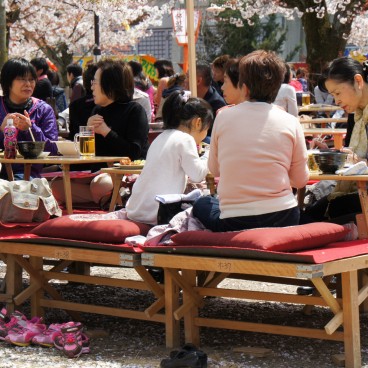 Maruyama Park (Kyoto), Ohanami cherry blossom viewing party in spring 2